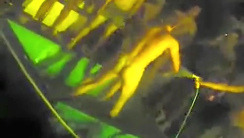 Shywirt shelb familylust and hot threesome